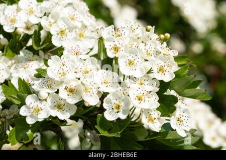 Weißdornblüte (Crataegus monogyna) im April, Großbritannien Stockfoto