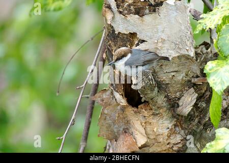 Braunköpfiger Fittich (Sitta pusilla), der ein Nest in einer Flussbirke baut Stockfoto