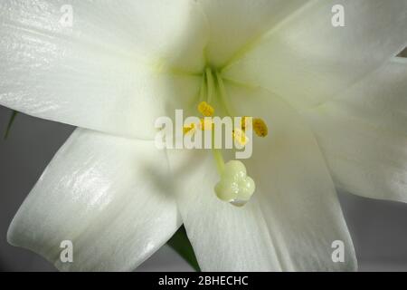 Nahaufnahme von Staubgefäßen und Stempel einer Osterlilie (Lilium longiflorum) Stockfoto