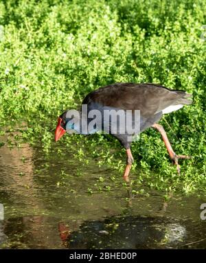 Australasian Swamphen Porphyrio melanotus Nahrungssuche in Baigup Wetlands am Swan River Perth Western Australia Stockfoto