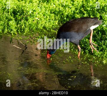 Australasian Swamphen Porphyrio melanotus Nahrungssuche in Baigup Wetlands am Swan River Perth Western Australia Stockfoto