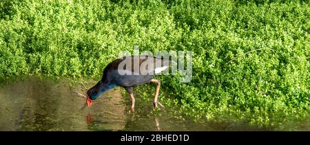 Australasian Swamphen Porphyrio melanotus Nahrungssuche in Baigup Wetlands am Swan River Perth Western Australia Stockfoto