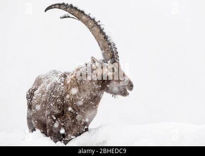 Ruf der Wildnis, Porträt des Alpenbockes unter Schneesturm (Capra Steinbock) Stockfoto