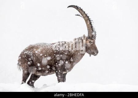 Ruf der Wildnis, Porträt des Alpenbockes unter Schneesturm (Capra Steinbock) Stockfoto