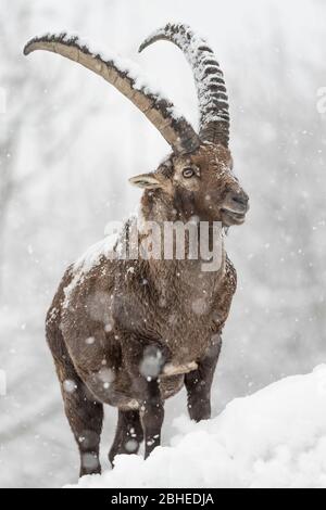 Ruf der Wildnis, Porträt des Alpenbockes unter Schneesturm (Capra Steinbock) Stockfoto