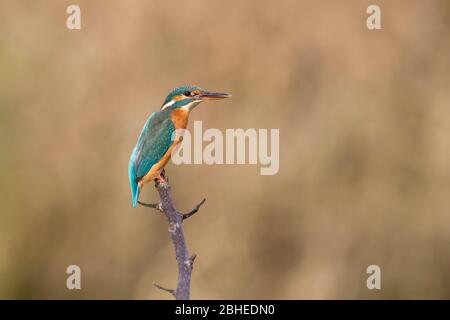 Porträt des Eisfischers bei Sonnenaufgang (Alcedo atthis) Stockfoto