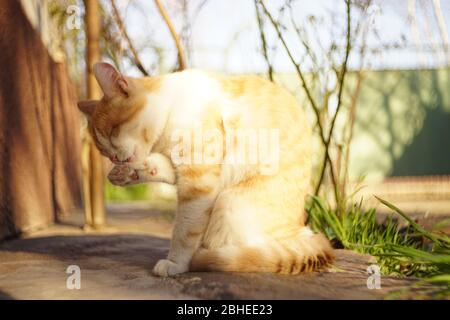 Ingwer-Katze wäscht sich mit Pfoten in einem sonnigen ländlichen Hof, Katzen sauber halten Stockfoto