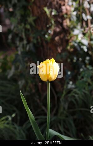 Gelbe Tulpe Blume im Wald Stockfoto
