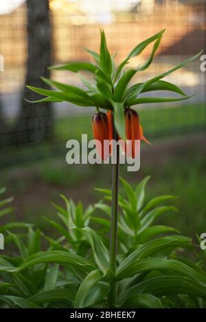 Im Garten wächst die orange-königliche Birkhuhnblume Stockfoto
