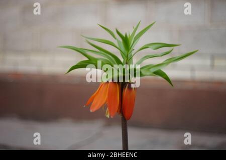 Orangen Blume Königliches Birkhuhn wächst im Frühlingsgarten Stockfoto
