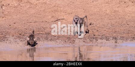 Paviane an einem Wasserloch im Kruger National Park (Nahaufnahme), Südafrika Stockfoto