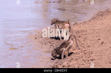 Paviane an einem Wasserloch im Kruger National Park (Nahaufnahme), Südafrika Stockfoto