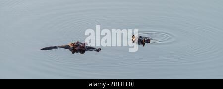 Zwei Hippopotamus sind meist im Kruger National Park, Südafrika, untergetaucht Stockfoto