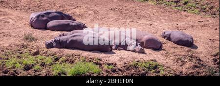 Gruppe von Hippopotamus im Kruger National Park, Südafrika, Nahaufnahme Stockfoto