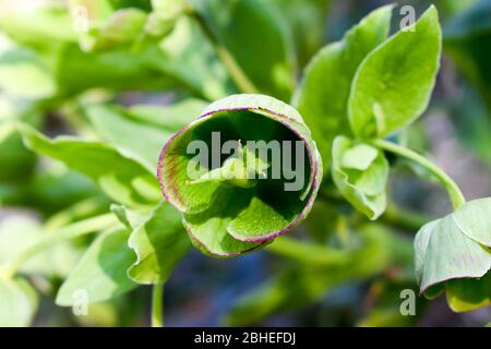 Helleborus odorus blüht im Frühjahr. Stockfoto