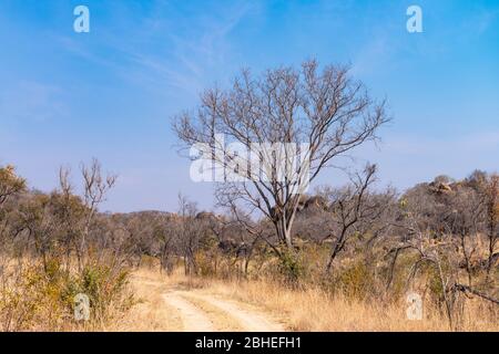 Matopos (Matobo) Nationalpark im Süden Simbabwes während der Wintersaison Stockfoto