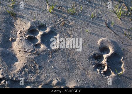 Klare und frische Fußabdrücke eines Löwen im nassen Sand, Okavangodelta, Botswana, Track, Tracks, Löwenpfote-Drucke Stockfoto