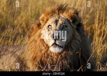 Dominanter männlicher Löwe, Porträt aus Botswana, Okavango Delta Stockfoto