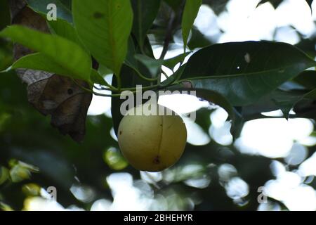 Früchte hängen an einem duftenden Muskatbaum. Stockfoto