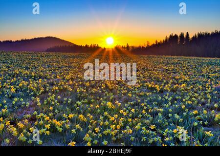 Feld mit blühenden Narzissen (Narcissus), Narzissenfeld, bei Sonnenaufgang am Vue des Alpes Pass, Schweizer Jura, Kanton Neuchâtel, Schweiz, Europa Stockfoto