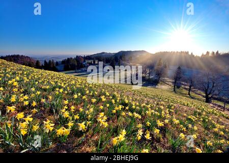 Feld mit blühenden Narzissen (Narcissus), Narzissenfeld, bei Sonnenaufgang am Vue des Alpes Pass, Schweizer Jura, Kanton Neuchâtel, Schweiz, Europa Stockfoto