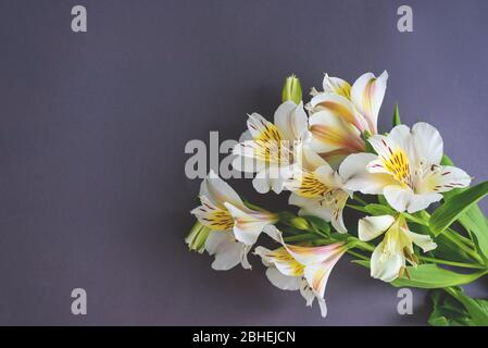 Schöne Alstroemeria Blüten auf dem grauen Hintergrund. Platz für Text. Stockfoto