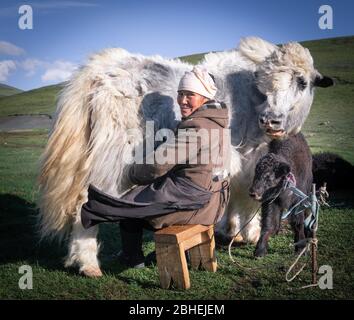 Alte Hirtin, die einen Yak (Bos grunniens) mit jungen Tieren melkt, Nomadenleben, Westmongolei, Bayan-Ulgii Provinz, Mongolei, Asien Stockfoto