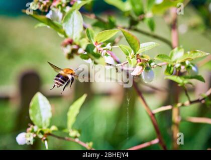 Eine wunderschön gestreifte Baumbumblebee (Bombus hypnorum), die auf eine Heidelbeerbuschblume zufliegt. Stockfoto