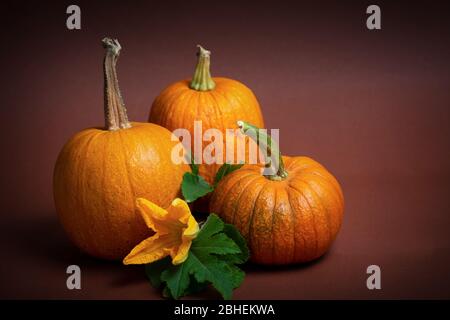 Punkins auf einem urigen Hintergrund für ein Thanksgiving Zusammenfassung Stockfoto