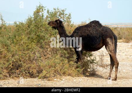 Schwarzes Kamel ernährt sich von einer Wüstenpflanze Stockfoto