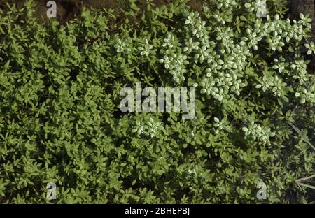 Gewöhnliches Wassersternkraut, Callitriche stagnalis Stockfoto