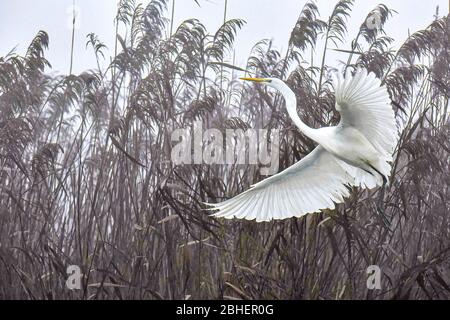 Italien Delta del Po - großer Weißer Reiher ( ardea alba ) Stockfoto