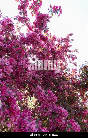 Weitwinkelaufnahme der Spitze eines überschwengbaren Krabbenbaums in voller Blüte. Der wissenschaftliche Name für diesen violett-roten blühenden Baum ist malus moerlandsii Stockfoto