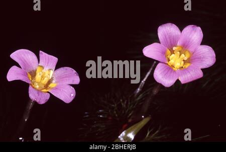 Blühende Gabelfächerblume, Cabomba furcata Stockfoto