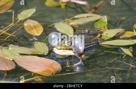 Marschfrosch (Pelophylax ridibundus) in einem Teich mit aufgeblasenen Vokalsäcken auf beiden Seiten seines Kopfes verwendet, um seinen Klang zu verstärken, um Partner anzuziehen. Stockfoto