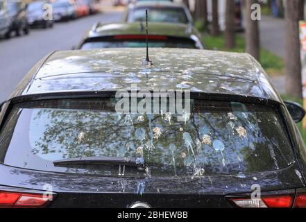 Vogelkot bedeckt ein geparktes Auto auf der Straße. Stockfoto