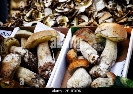 Viele Penny Bun Pilze (Boletus edulis) auf einem Marktstand in italien Stockfoto