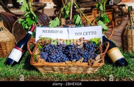 Korb mit Trauben und Flaschen Nebbiolo und Dolcetto, traditionelle und berühmte Weine aus Langhe (Piemont, Italien) Stockfoto