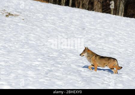 Italienischer Wolf (Canis lupus italicus) im Wildlife Center 'Uomini e lupi' von Entracque, Maritime Alps Park (Piemont, Italien) Stockfoto