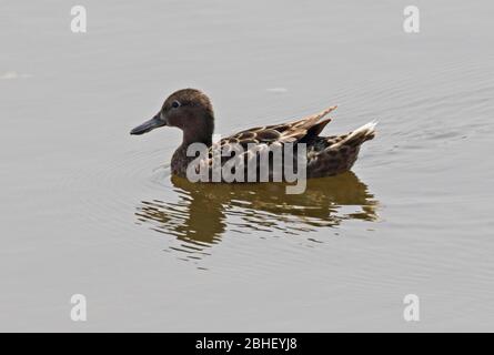Zimt Teal (Spatula cyanoptera) Erwachsene Frau Schwimmen im Pool Pantanos de Villa, Peru März Stockfoto