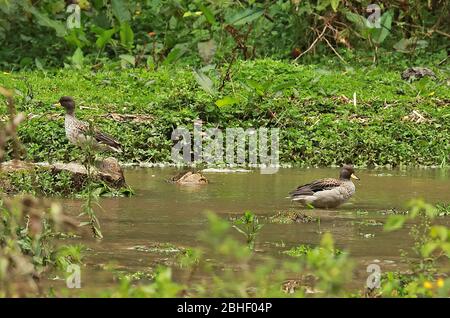 Gelbschnabeltier-Teal (Anas flavirostris oxyptera) Paar auf Pool am Fluss Atuen, Peru März Stockfoto