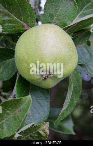 Krabbenäpfel auf Baum im Herbst. Stockfoto