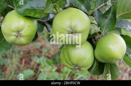 Krabbenäpfel auf Baum im Herbst. Stockfoto