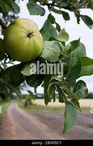 Krabbenäpfel auf Baum im Herbst. Stockfoto