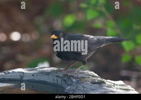 London, Großbritannien, 25. April 2020: Ein Amsel trinkt in einem Vogelbad in einem Garten in Clapham, Südlondon. Anna Watson/Alamy Live News Stockfoto