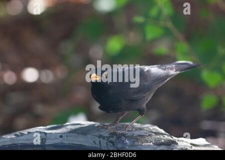 London, Großbritannien, 25. April 2020: Ein Tropfen Wasser fällt aus dem Schnabel einer männlichen Amsel, die in einem Vogelbad in einem Garten in Clapham, Südlondon, trinkt. Anna Watson/Alamy Live News Stockfoto