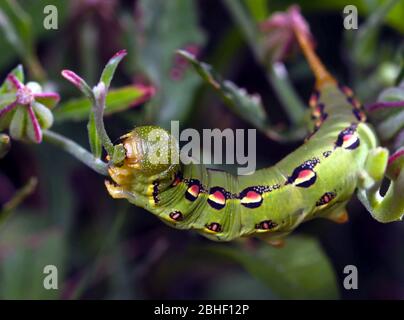 Makroaufnahme einer Hyles lineata oder weiß-gefütterte Sphinx Raupe, die sich auf Vegetation ernährt. Stockfoto