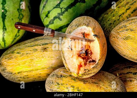 Hami Melone geöffnet, bereit für die Verkostung. Zieht viele Bienen und andere Insekten an. Auf dem alten Basar (Markt) in Kuqa, Xinjiang, Westchina Stockfoto