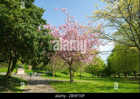 Glasgow, Großbritannien. April 2020. Im Bild: Schöne Kirschblüten von den Bäumen. Szenen vom ersten Wochenende der erweiterten Sperrung des Kelvingrove Park im West End von Glasgow an einem sehr heißen und sonnigen Samstag. Quelle: Colin Fisher/Alamy Live News Stockfoto