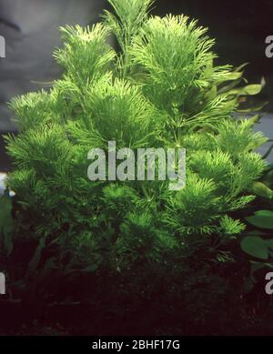 Limnophila sessiliflora, bekannt als zwerg-ambulia und Asian Marschkraut Stockfoto